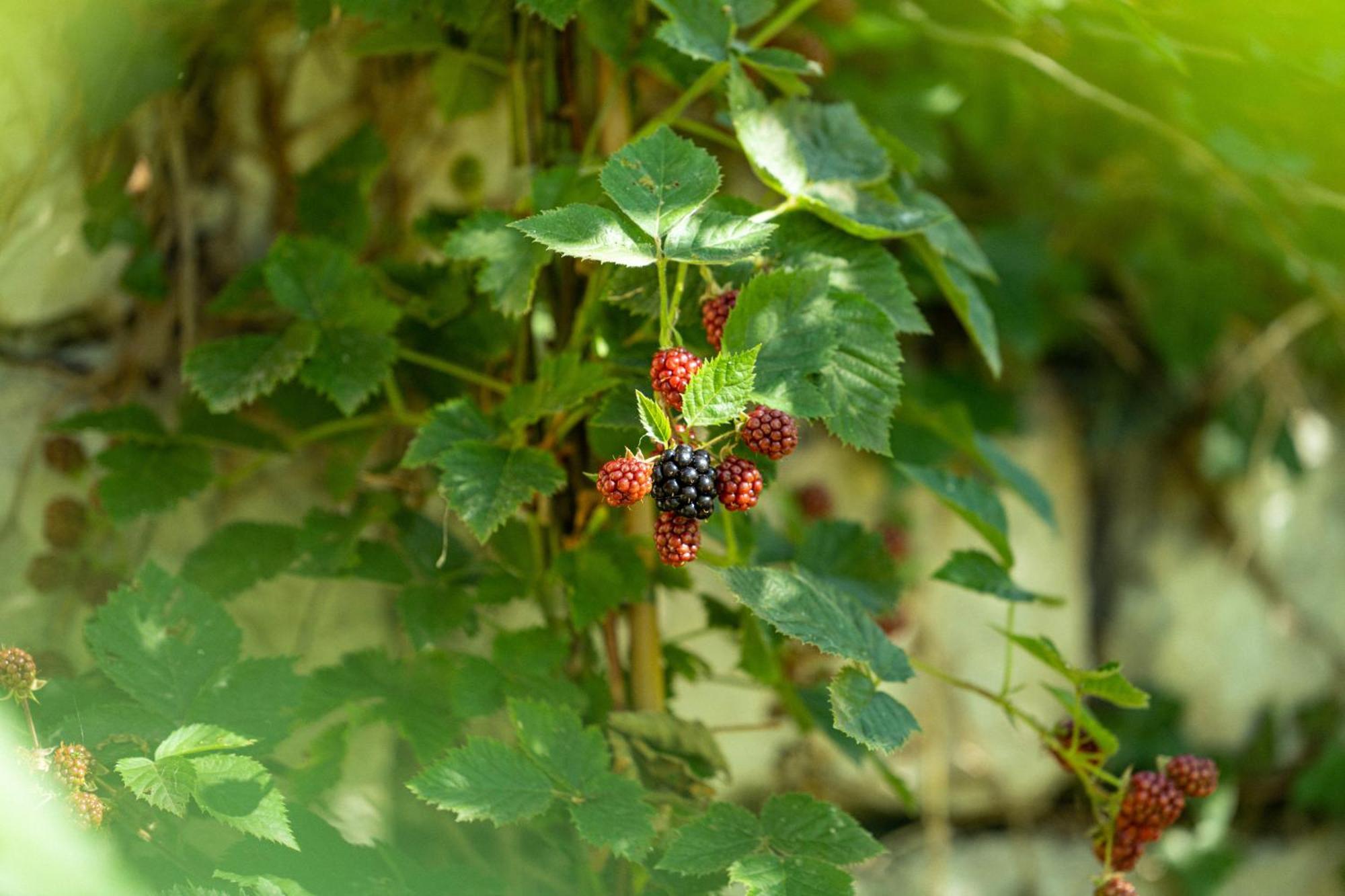 La Forestale Luxury Ecolodge Piano Terra- Appt Acqualagna Εξωτερικό φωτογραφία